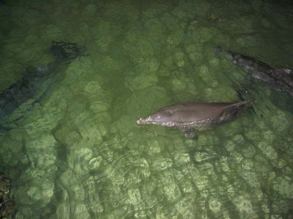 06 dolphins come to the jetty for the feeding