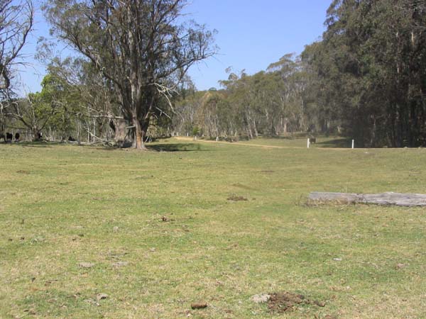 11 the street goes through grassland with cows