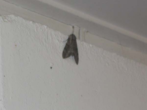 21 shower with 7 cm moths