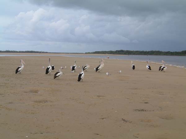 20 Pelikane wie Sand am Meer