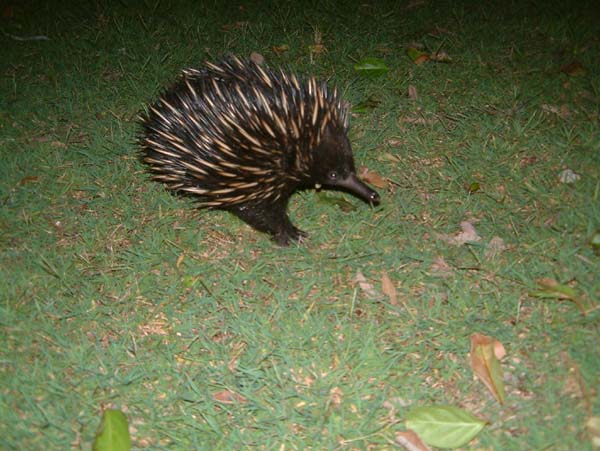 24 Der Australische Igel